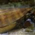 Tiger Conch (Conomurex luhanus)