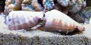iger Conch (Conomurex luhanus)