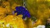 Jewel Damselfish (Microspathodon Chrysurus)
