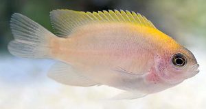 Pink Smith Damselfish (Pomacentrus smithi)