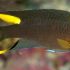 Regal Damselfish (Neopomacentrus cyanomos)