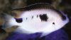 Corazon’s Damselfish (Pomacentrus vatosoa)