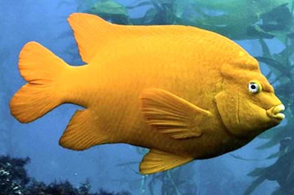 Garibaldi Damselfish (Hypsypops rubicundus)