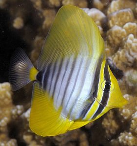 Juvenile Red Sea Sailfin Tang (Zebrasoma desjardinii)