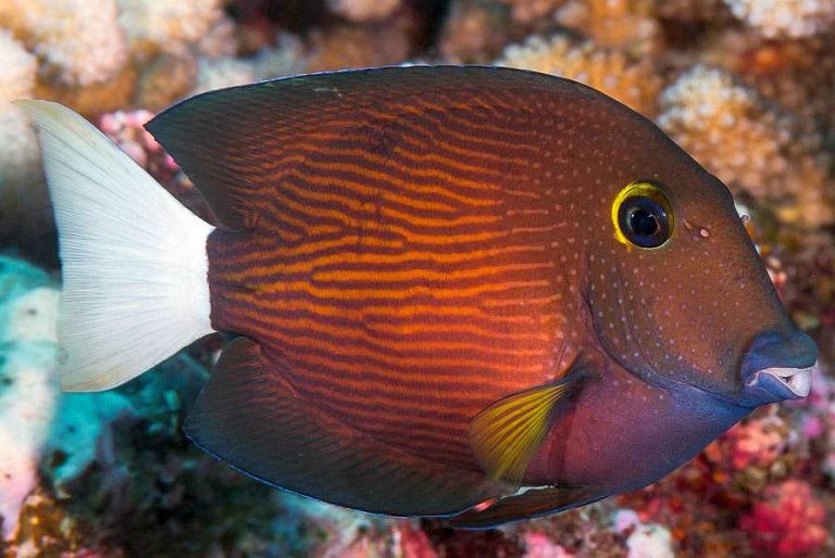 White Tail Bristletooth Tang main image 0