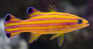 Candy Basslet (Liopropoma carmabi)