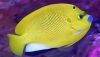 Flagfin Angelfish (Apolemichthys trimaculatus)