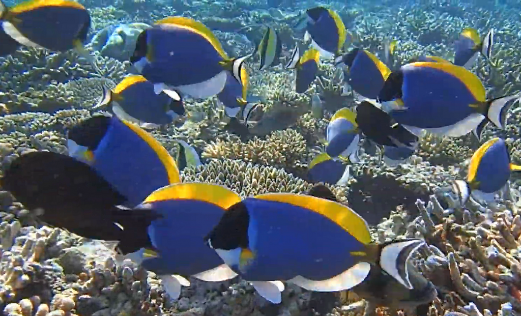 Powder Blue Tang In Small Tank At Lester Shippy Blog