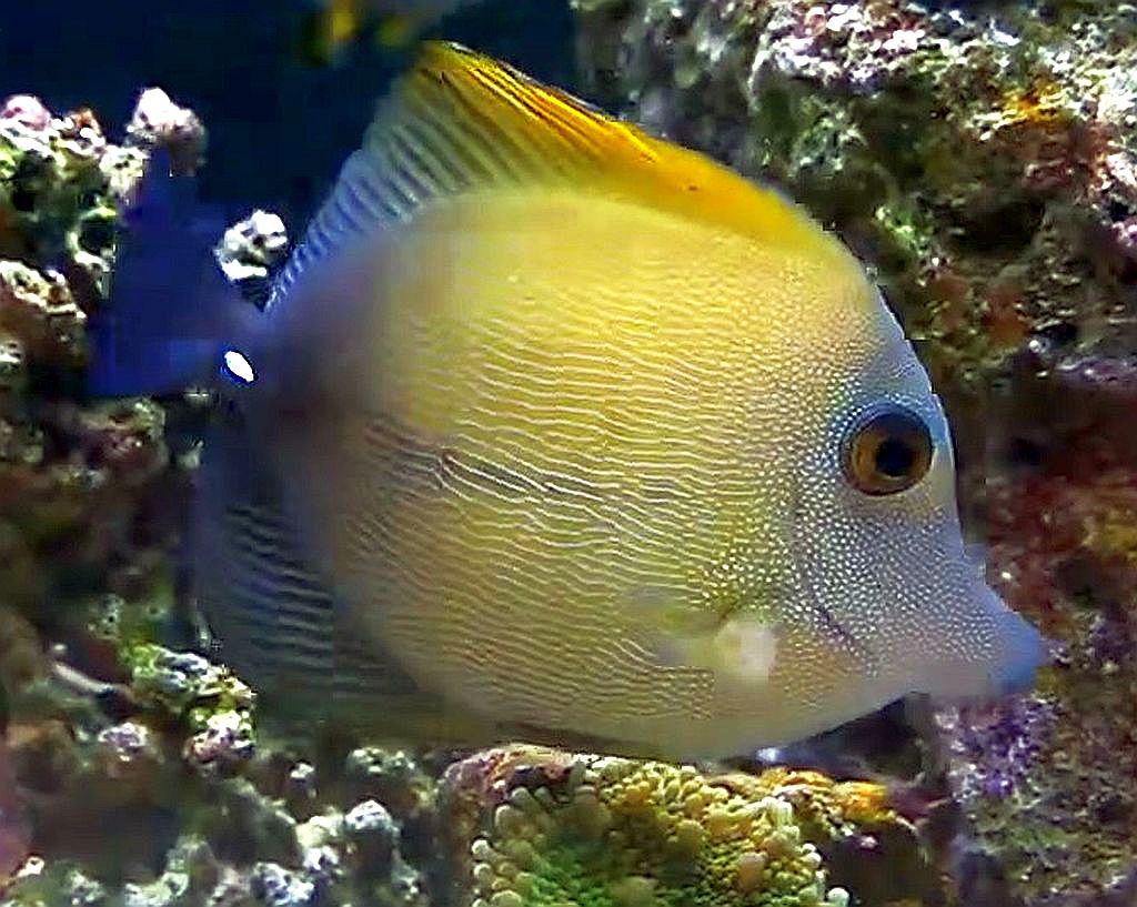 Scopas Tang (Zebrasoma scopas)