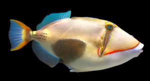 Bursa Triggerfish (Rhinecanthus verrucosus).