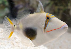 Bursa Triggerfish (Rhinecanthus verrucosus).