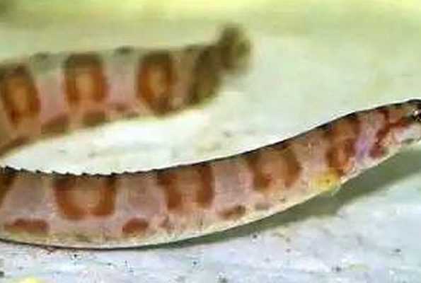 Tanganyikan Spiny Eel (Mastacembelus ellipsifer)