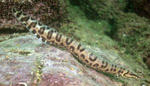 Tanganyikan Spiny Eel (Mastacembelus ellipsifer)