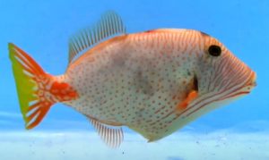 Undulate Triggerfish (Balistapus undulatus)