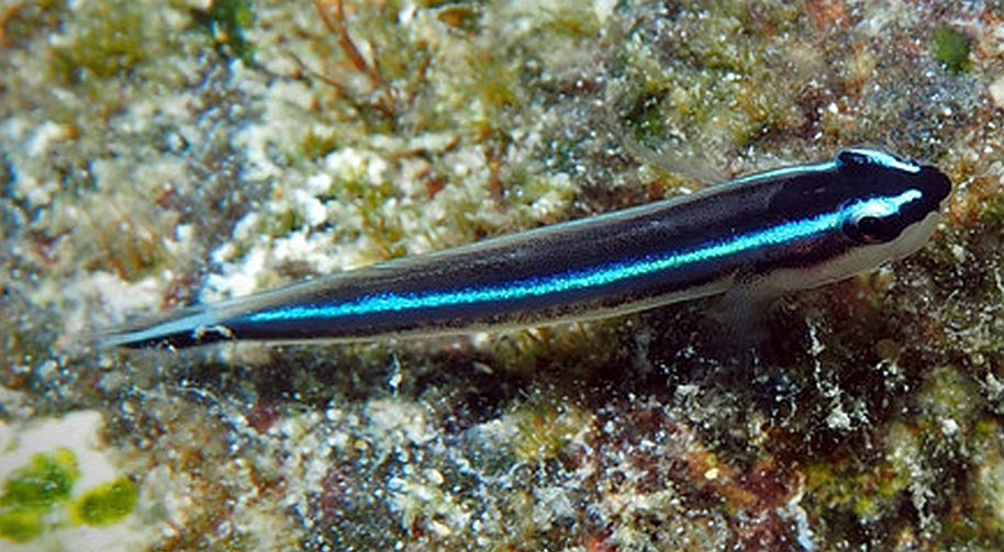 Ocean Ops Neon Goby (Elacatinus oceanops) - Tropical Fish Keeping