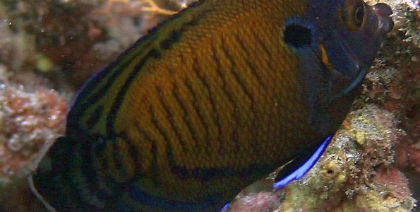 Bluefin Angelfish (Centropyge multispinis)