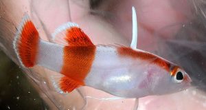 Adult Bladefin Basslet (Jeboehlkia gladifer)