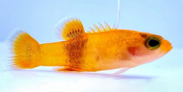 Bladefin Basslet (Jeboehlkia gladifer)