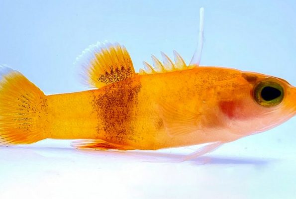 Bladefin Basslet (Jeboehlkia gladifer)