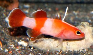 Bladefin Basslet (Jeboehlkia gladifer)