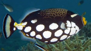 Clown Triggerfish (Balistoides conspicillum)