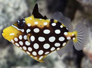 Juvenile Clown Triggerfish (Balistoides conspicillum) 