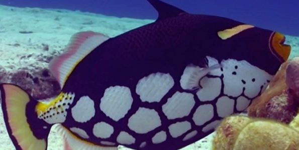 Clown Triggerfish (Balistoides conspicillum)