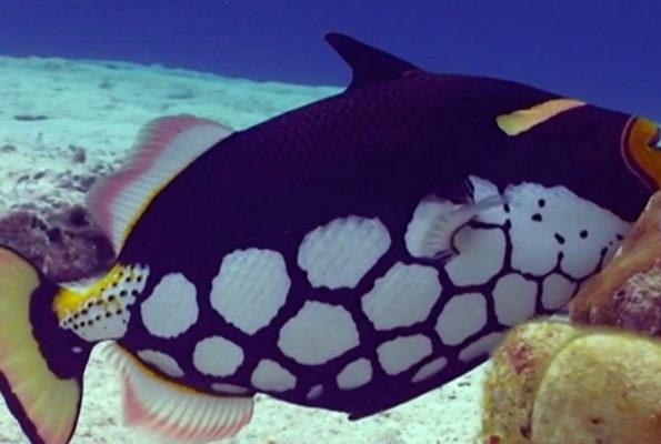 Clown Triggerfish (Balistoides conspicillum)