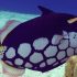 Clown Triggerfish (Balistoides conspicillum)