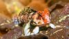 Scooter Blenny (Synchiropus ocellatus)