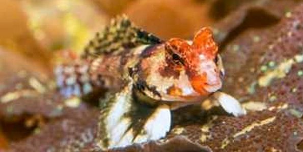 Scooter Blenny (Synchiropus ocellatus)