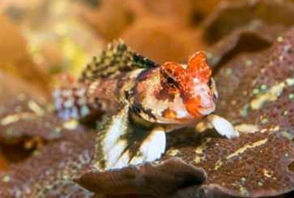Scooter Blenny (Synchiropus ocellatus)