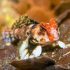 Scooter Blenny (Synchiropus ocellatus)