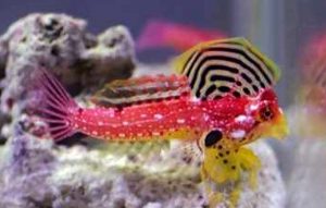 Ruby Red Dragonet (Synchiropus sycorax)
