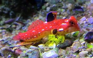 Ruby Red Dragonet (Synchiropus sycorax)