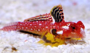 Ruby Red Dragonet (Synchiropus sycorax)