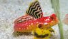 Male Ruby Red Dragonet (Synchiropus sycorax)