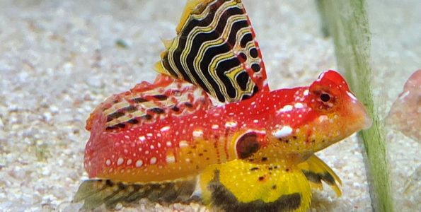 Male Ruby Red Dragonet (Synchiropus sycorax)