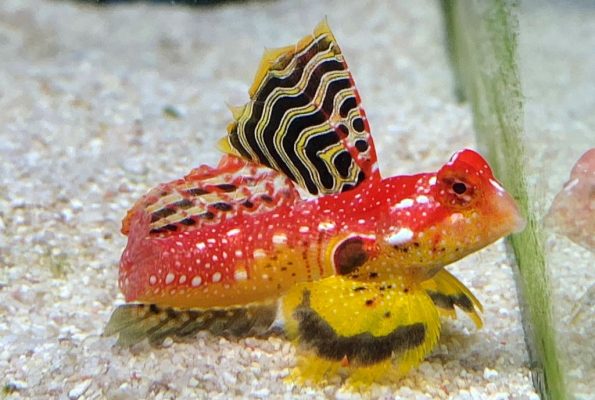 Male Ruby Red Dragonet (Synchiropus sycorax)