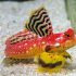 Ruby Red Dragonet (Synchiropus sycorax)