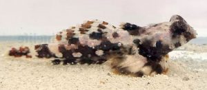 Scooter Blenny (Synchiropus ocellatus)