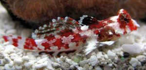 Scooter Blenny (Synchiropus ocellatus)