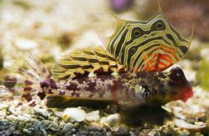 Scooter Blenny (Synchiropus ocellatus)