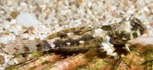 Scooter Blenny (Synchiropus ocellatus)
