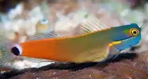 Tail Spot Blenny (Ecsenius stigmatura)