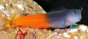 Bicolor Blenny (Ecsenius bicolor)