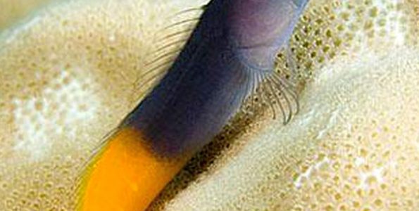 Bicolor Blenny (Ecsenius bicolor)