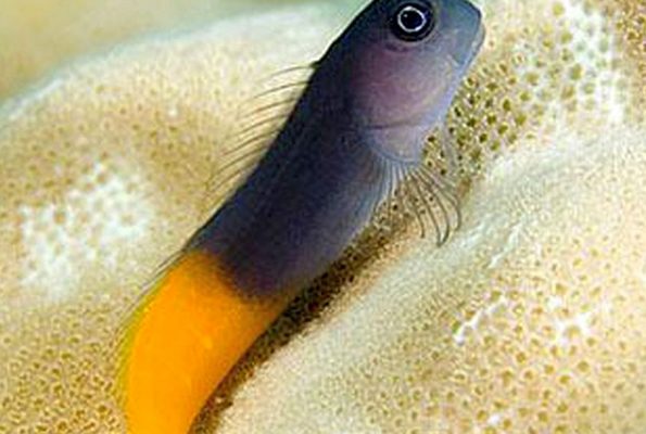 Bicolor Blenny (Ecsenius bicolor)
