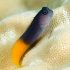 Bicolor Blenny (Ecsenius bicolor)