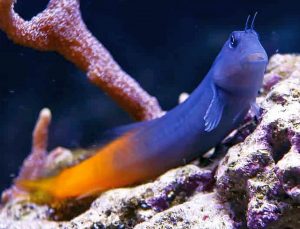 Bicolor Blenny (Ecsenius bicolor)